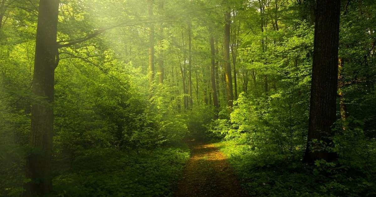 Groene beleggingen? Mogelijk (meer) recht op rechtsherstel box 3 Lansigt Groene beleggingen? Mogelijk (meer) recht op rechtsherstel box 3 Lansigt